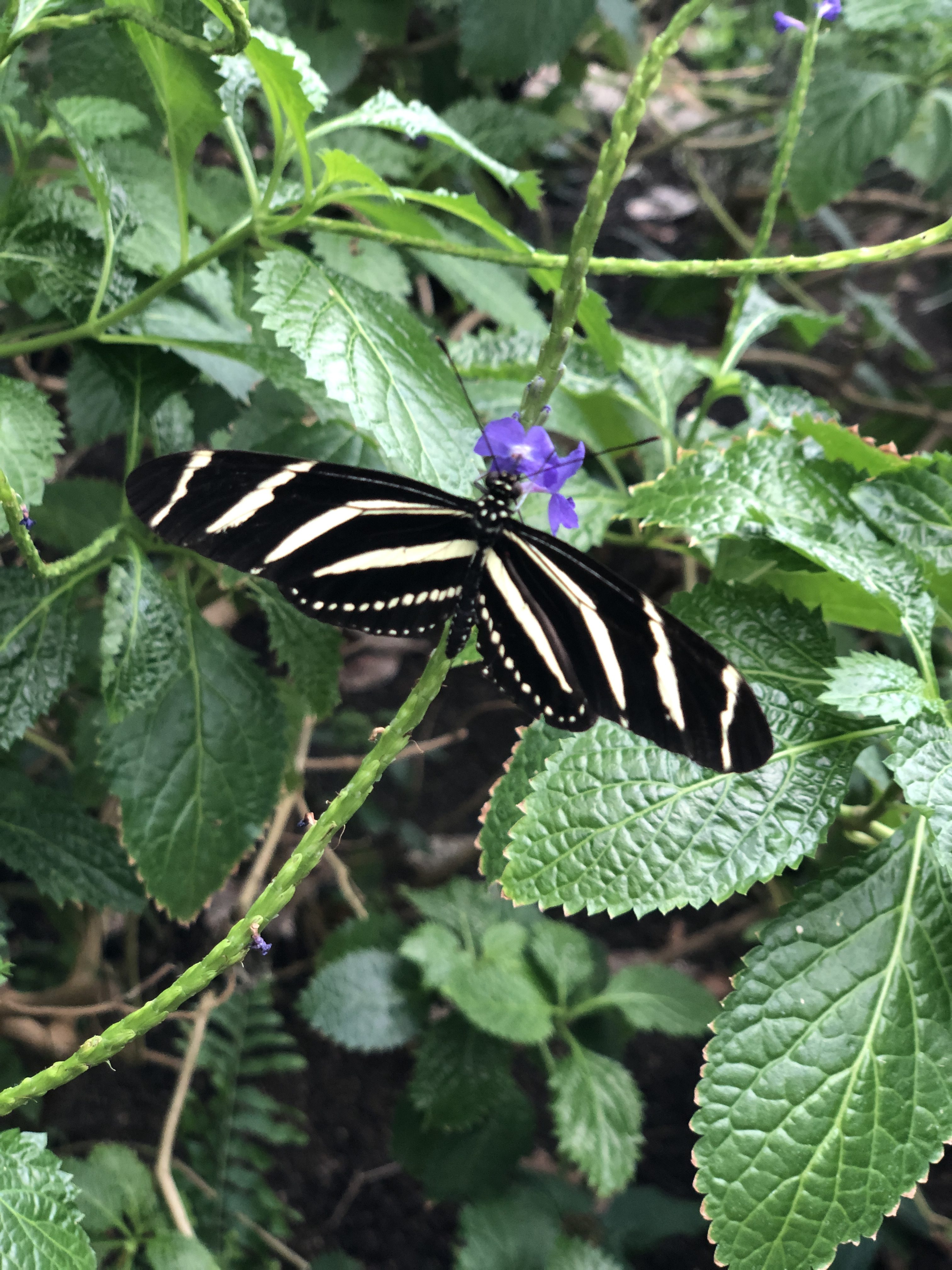 Meijer Garden Butterflies The GR Guide