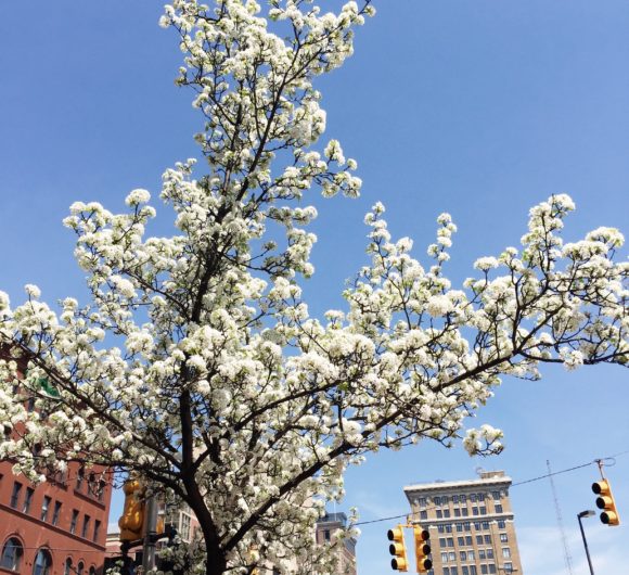 The GR Guide Your Guide to the Best of Grand Rapids
